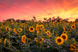 Vivid sunset over sunflower field maze 