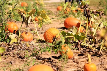 pumpkin patch