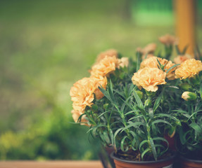 Wall Mural - Peach colored carnations in garden pots, flower background