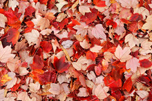 Fallen Red Leaves On The Ground In Autumn