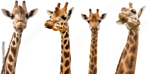 Giraffes isolated on white background Canvas Print