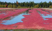  Cranberry Farm Water Management Harvesting In Saint-Louis-de-Blandford Located On The Becancour River In Arthabaska County Centre-du-Quebec Region. 
