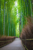 Fototapeta Dziecięca - Path to bamboo forest, Arashiyama, Kyoto, Japan blur for background.
