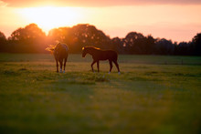 Mother Horse With Foal On Farm Land At Sunset. Geesteren. Achter