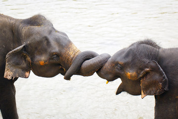 sri lanka elephant