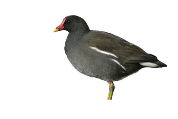 Wall Mural - moorhen, gallinula chloropus,