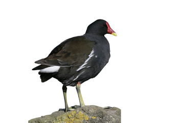 Wall Mural - moorhen, gallinula chloropus,
