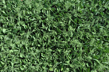 Sprouts of green peas braided, background