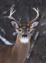 White-tailed Deer Buck Closeup Standing In The Winter Snow In Canada