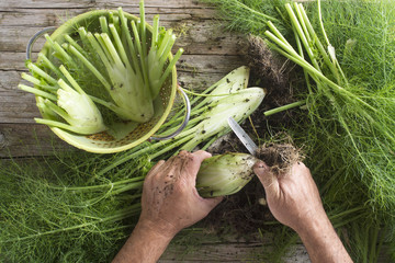 Preparation of fennel