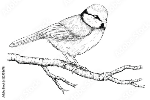 Meise, Blaumeise, Vogel StockIllustration Adobe Stock