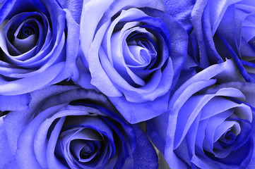 Fotomurales - Blue rose bouquet