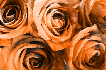 Fotomurales - Orange rose bouquet