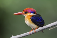The Oriental Dwarf Kingfisher, Also Known As The Black-backed Kingfisher Or Three-toed Kingfisher, Is A Species Of Bird In The Family Alcedinidae