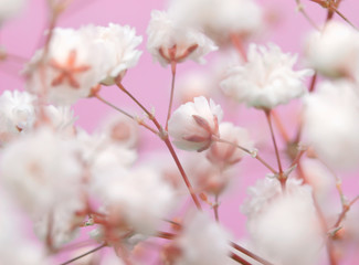  White flower on pink background. Soft focus.