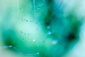 water drops on a spider web