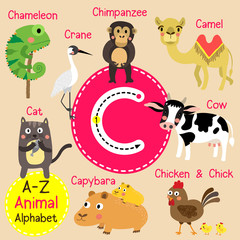 C letter tracing. Camel. Cat. Chicken. Chimpanzee. Cow. Crane. Cute children zoo alphabet flash card. Funny cartoon animal. Kids abc education. Learning English vocabulary. Vector illustration.