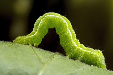 a small green caterpillar