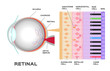 eye infographic: Photoreceptor in the retina of the eye. Structure and function rod and cone cells. Vector scheme