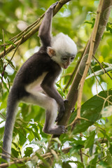 Wall Mural - Thomas langurs kid having fun on a branch and looks among the leaves in the thick jungle (Bohorok, Indonesia)