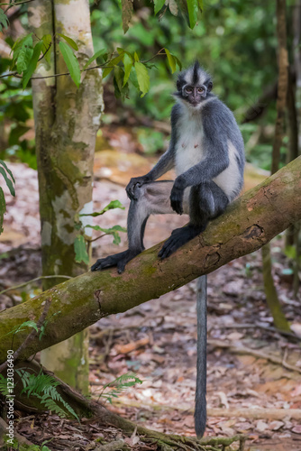 Fotografie, Obraz Thomas langurs sitting on a branch with its tail hanging down in the thick jungl