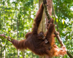 Wall Mural - Baby orangutan sits on the back of his mother, which stretches for a meal to a man in the dense jungle (Bohorok, Indonesia)