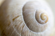 Snail Shell Texture