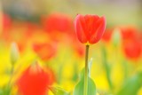 Fototapeta Tulipany - 赤いチューリップ