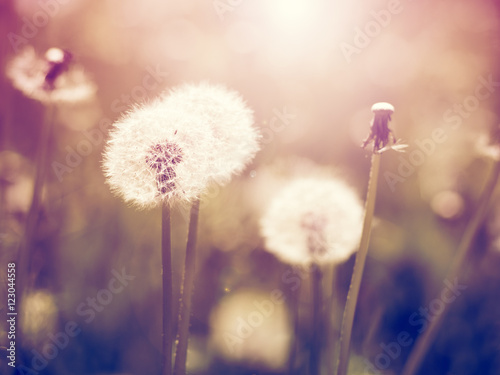 Tapeta ścienna Vintage dandelions na łące