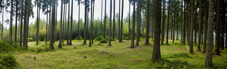 Beautiful forest panorama