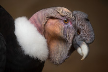 Andean Condor (Vultur Gryphus).