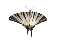 Scarce Swallowtail (Pear-tree Swallowtail) Butterfly Isolated
