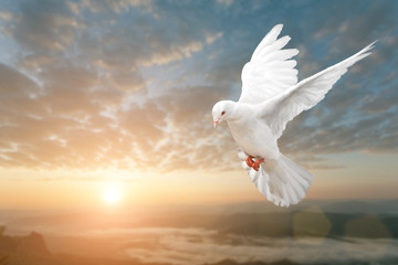 Fototapete - White Dove on Beautiful sunset view