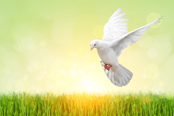 Fototapete - White Dove on green Bokeh