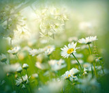 Fototapeta Tulipany - Flowering daisy flower in meadow - beautiful nature in spring