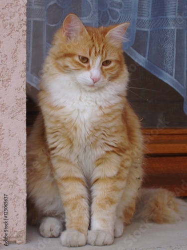 Chat Roux Et Blanc Photo Stock Adobe Stock