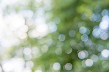 green bokeh from tree and sky