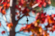 Black swan on the lake surrounded by autumn leaves. Selective focus on swan. Autumn background with water bird