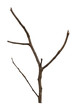 © doidam10 - dry dead branch isolated on white background