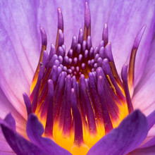 Purple Water Lily Closeup