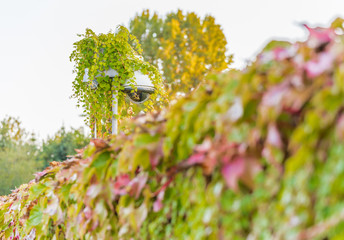 Wall Mural - camera covered by Virginia creeper