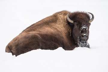 Wall Mural - American Bison in Snow