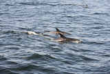 Fototapeta Konie - Dolphins swimming in the ocean