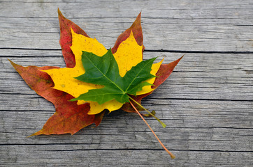 Bouquet of colorful maple leaves on old wooden background.Herbst Otoño Syksy Efterår Automne Autumn Jesen Haust Ősz Herfst Höst Jesień