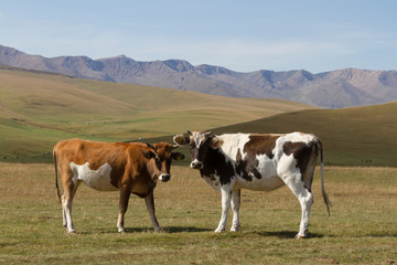 Two cows in a pasture in the mountains