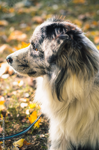 A Border Collie dog outdoors in the autumn park.