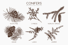 Vector Collection Of Conifers Illustration. Vintage Evergreen Plants Sketch Set - Fir, Pine, Spruce, Larch, Juniper, Cedar, Cypress. Christmas Decoration Elements.