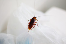 A Cockroach On Plastic In Toilet