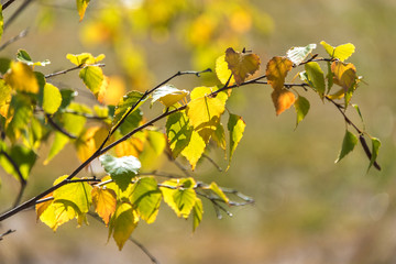 Wall Mural - Autumn leaves natural texture. Yellow and green foliage of early fall season background