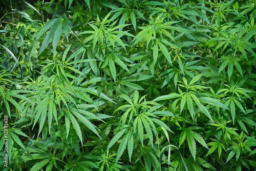 Zdjęcie XXL Zielona trawa marihuany zakończenie up